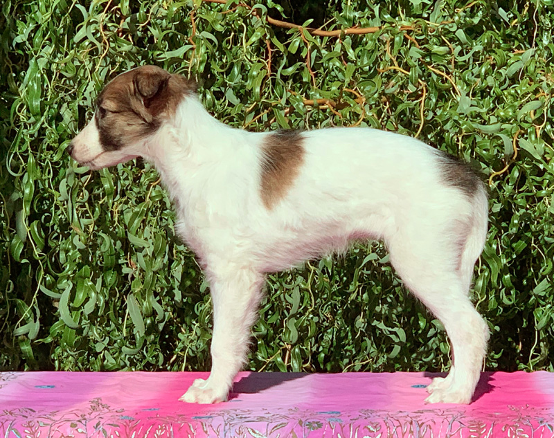 8 weeks - Girl 1 left